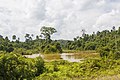 District-Beluran Sabah Pristine-Rainforest-01.jpg