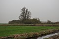 Eenzame wilg (Salix) aan fietspad om Langweerderwielen (Langwarder Wielen). Oostkant 01.jpg