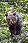 Eurasian brown bear (Ursus arctos arctos) female 5.jpg