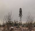 Krenkeltal Rothaarsteig in Sauerland. Eenzame naaldboom tussen jonge aanplant.jpg