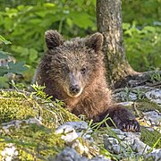 Eurasian brown bear (Ursus arctos arctos) 14 months 2.jpg