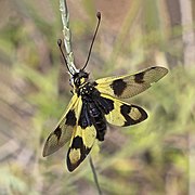 Owlfly (Libelloides macaronius) female Istria.jpg