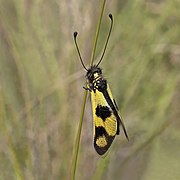 Owlfly (Libelloides macaronius) female Istria 2.jpg