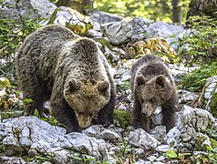 Eurasian brown bear (Ursus arctos arctos) mother and cub.jpg