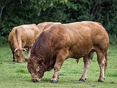 Grasender Limousin-Bulle im Ammerland (2022).jpg