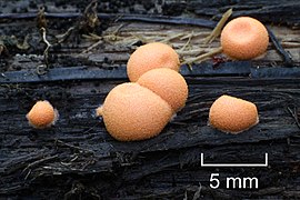 Lycogala epidendrum 2011 G1 scale.jpg