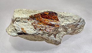 Nankang Formation amber NMNS (1).jpg