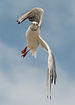 Black-Headed Gull in flight 140810 1.jpg